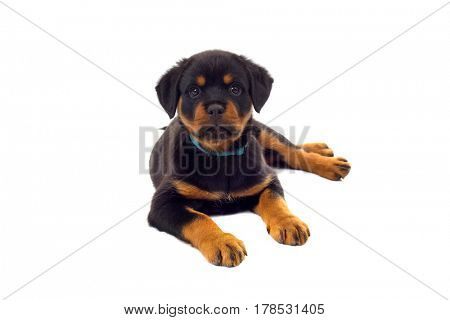 Little Rottweiler puppy dog, isolated on white background