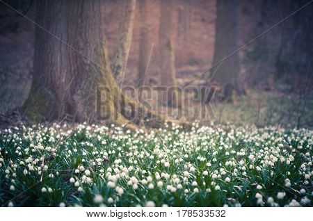 Beautiful spring flower with dreamy fantasy blurred bokeh background. Fresh outdoor nature landscape wallpaper. Leucojum vernom flower in full bloom.