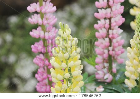 The Larkspur Flowers, Delphinium Elatum