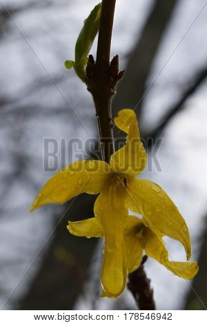 Rain soaked forsythia blooms on a stem with budding leaves