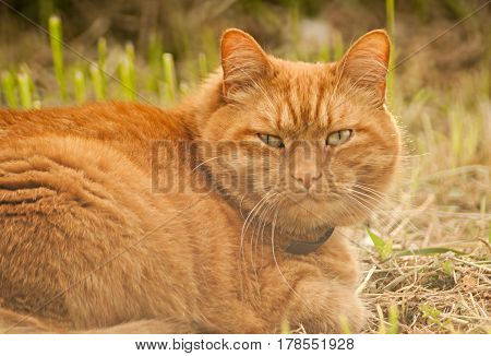 Ginger Cat Lying On The Ground In The Grass. Looking At The Camera Contemptuous Look.
