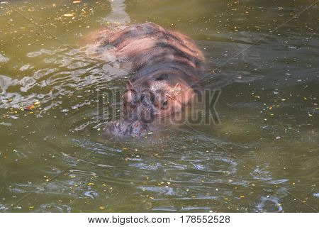 Hippopotamus (Hippopotamus amphibius) hippo in water .