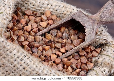 Brown buckwheat in a sack with wooden scoop on table