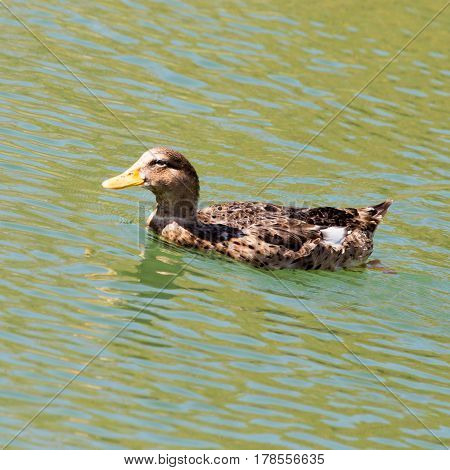 duck on the lake in the nature .