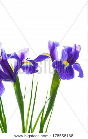 Spring Flower Frame Made From Iris