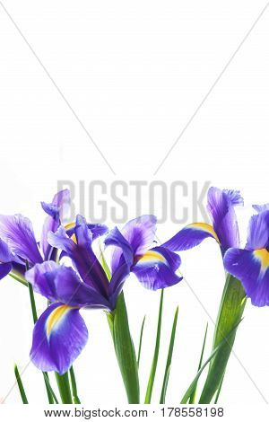 Spring Flower Frame Made From Iris