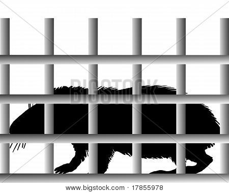 Guinea Pig In gabbia