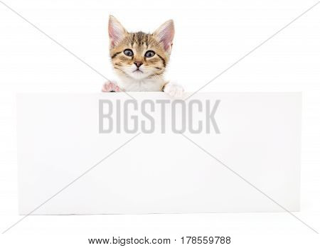 Kitten hanging over blank posterboard you add the message.