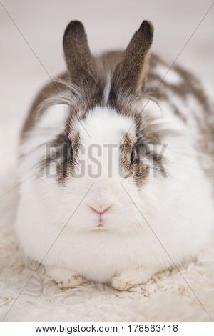 Easter little bunny sitting on lambskin indoors.
