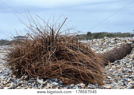 fallen tree on layered bed of shells with blue sky background