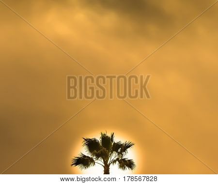 Sun Rise Behind Palm On Cloudy Day