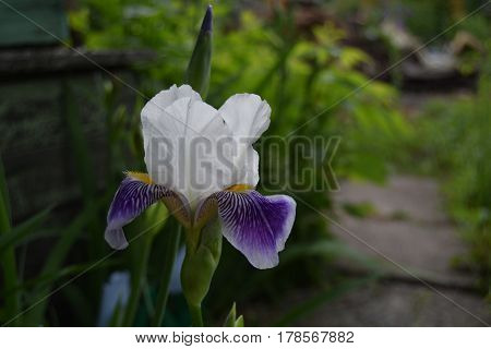 Beautiful iris floer in garden in spring day