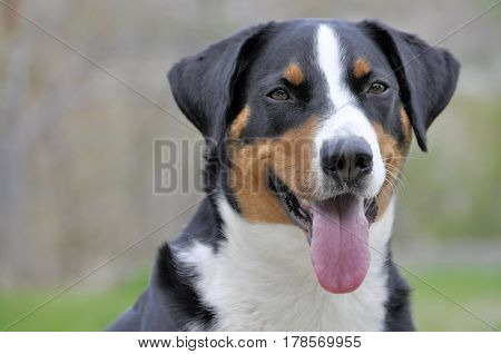 Young Sennenhund close-up playfull look in the eyes