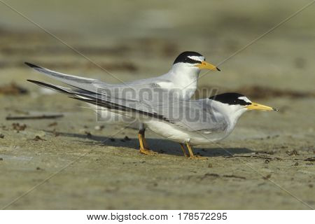 A Least Tern pair, Sternula antillarum on sand near the shoreline in breeding plumage in Florida