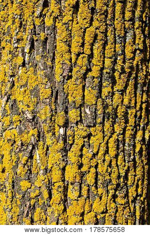 Close-up of the old birch bark with yellow moss on it