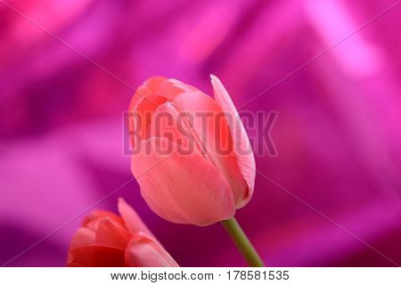 Spring Flowers Banner - Bunch Of Pink Tulip Flowers On Red Background
