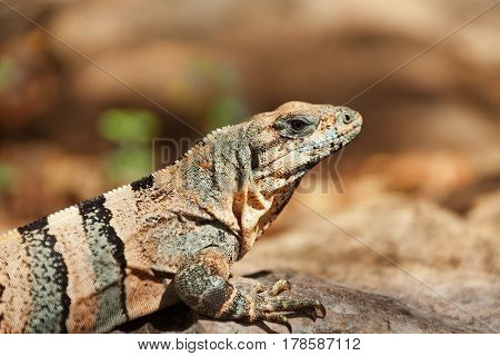 Close-up picture of Varanus sitting in the sun in Chichen Itza, Mexico