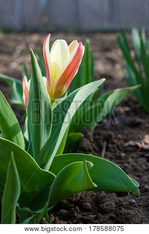 One scarlet orange flower tulip on the garden