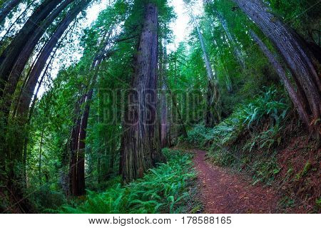 Fish eye view of a path through the huge sequoia trees in the Redwood National Park, USA