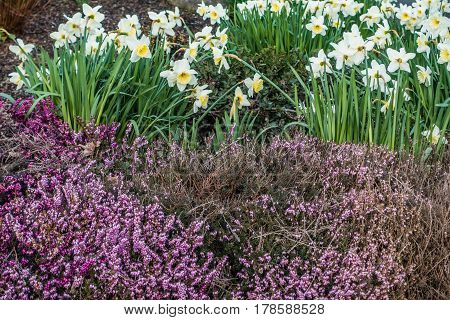Nature macro shot of heather and daffodils.