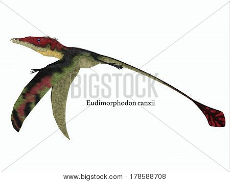 Eudimorphodon Wings Down with Font 3d illustration - The carnivorous Eadimorphodon was a pterosaur flying reptile that lived in Italy in the Triassic Period.
