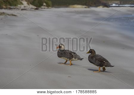 Pair of Falkland Steamer Ducks (Tachyeres brachypterus) on a sandy beach on Sealion Island in the Falkland Islands.