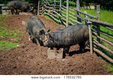 Berkshire pigs in a North American farm setting.  These pigs are a very old heritage breed from Britian.