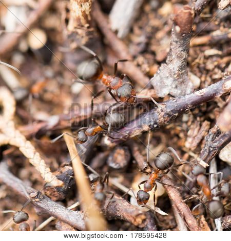 ants in nature. close-up . Beautiful nature in the open air