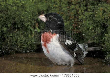 A male Rose-breasted Grosbeak, Pheucticus ludovicianus bathing in a small pond