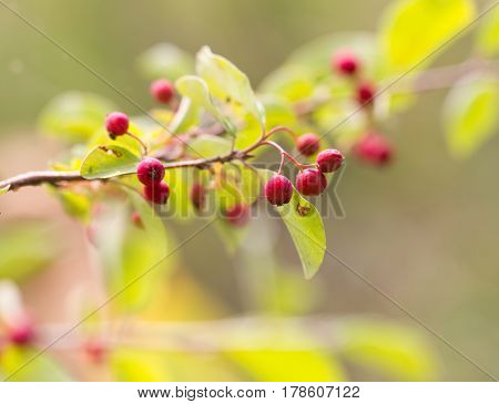red berries on a bush in nature .