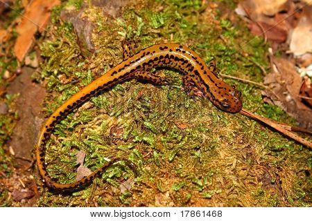 Langhalede Salamander (Eurycea longicauda) - Mississippi