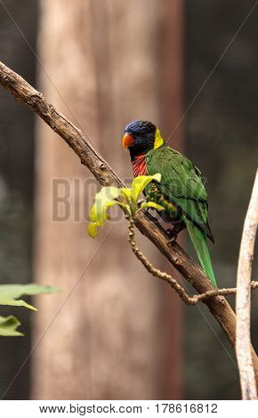 Rainbow Lorikeet Called Trichoglossus Moluccanus