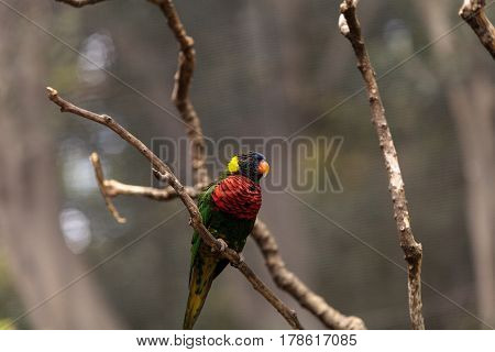 Rainbow Lorikeet Called Trichoglossus Moluccanus