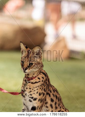 Playful Serval Cat Leptailurus Serval