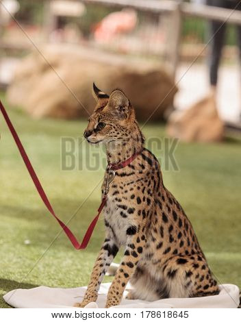 Playful Serval Cat Leptailurus Serval