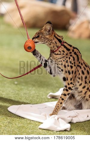 Playful Serval Cat Leptailurus Serval
