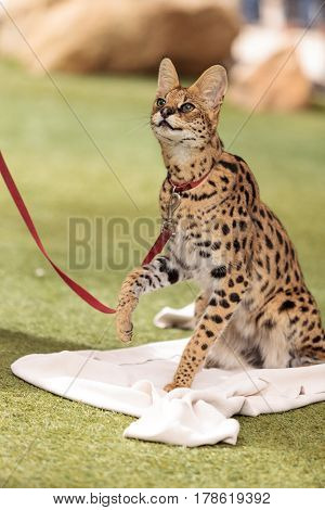 Playful Serval Cat Leptailurus Serval