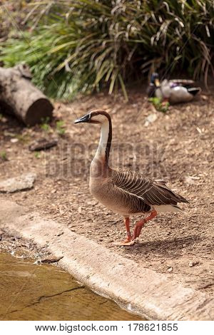 Swan Goose Called Anser Cygnoides