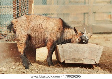 Cute funny goat in zoological garden