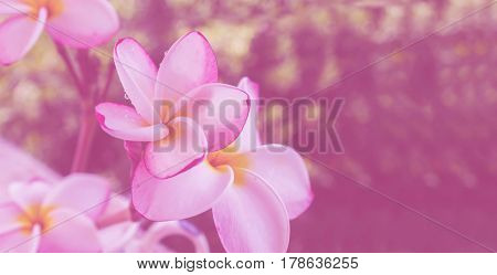 (Soft vintage) Sweet and romantic dreamy colour bunch of pink frangrant flowers plumeria or frangipani in white cup