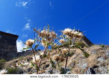 Cirsium Vulgare In The Autumn