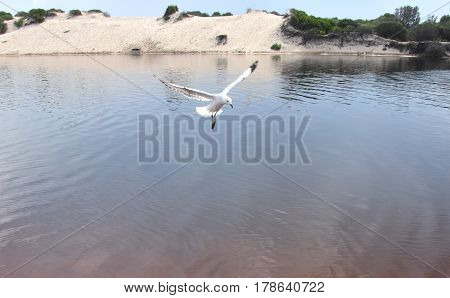 Seagull flying on beach. White seagull soaring in the blue sky over Crokers creek (Belmont - Nine Miles - Beach NSW Australia).