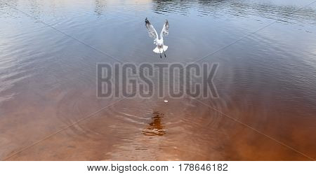 Seagull flying on beach. White seagull soaring in the blue sky over Crokers creek (Belmont - Nine Miles - Beach NSW Australia).