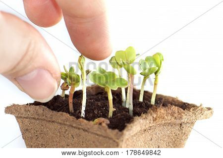 Seedlings of radish fingers touch the young Sprouts.