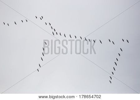 Flock of migratory birds in the sky.