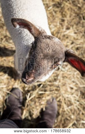 Topview little cute sheep lamb looking up