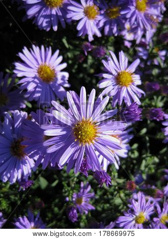 Beautiful bushy aster flower in a natural garden environment