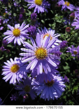 Beautiful bushy aster flower in a natural garden environment