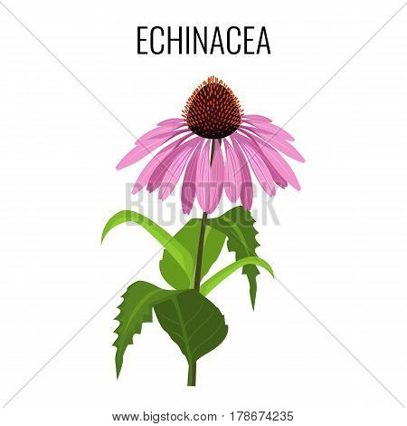 Echinacea ayurvedic herbaceous flowering plant isolated on white. Echinacea commonly called purple coneflowers. Purple herb flower with green leaves realistic vector illustration