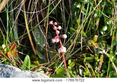 Flower Bergenia Crassifolia
